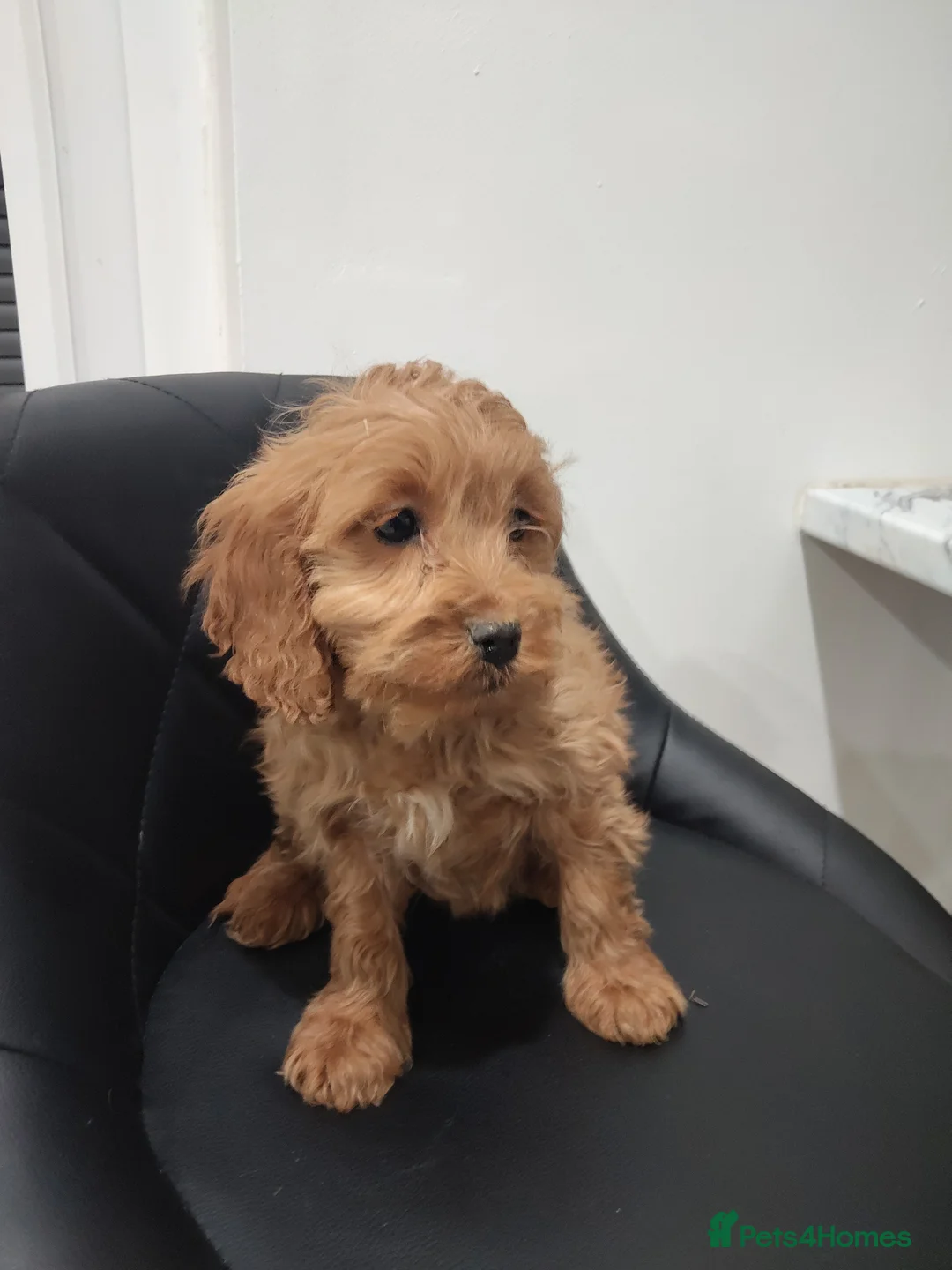 Cockapoo dogs for sale: Toy cockapoos😍 - Advert 3