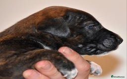Belgian Shepherd Dog dogs for sale: Exceptional Herders from World-Class Lines - Image 20
