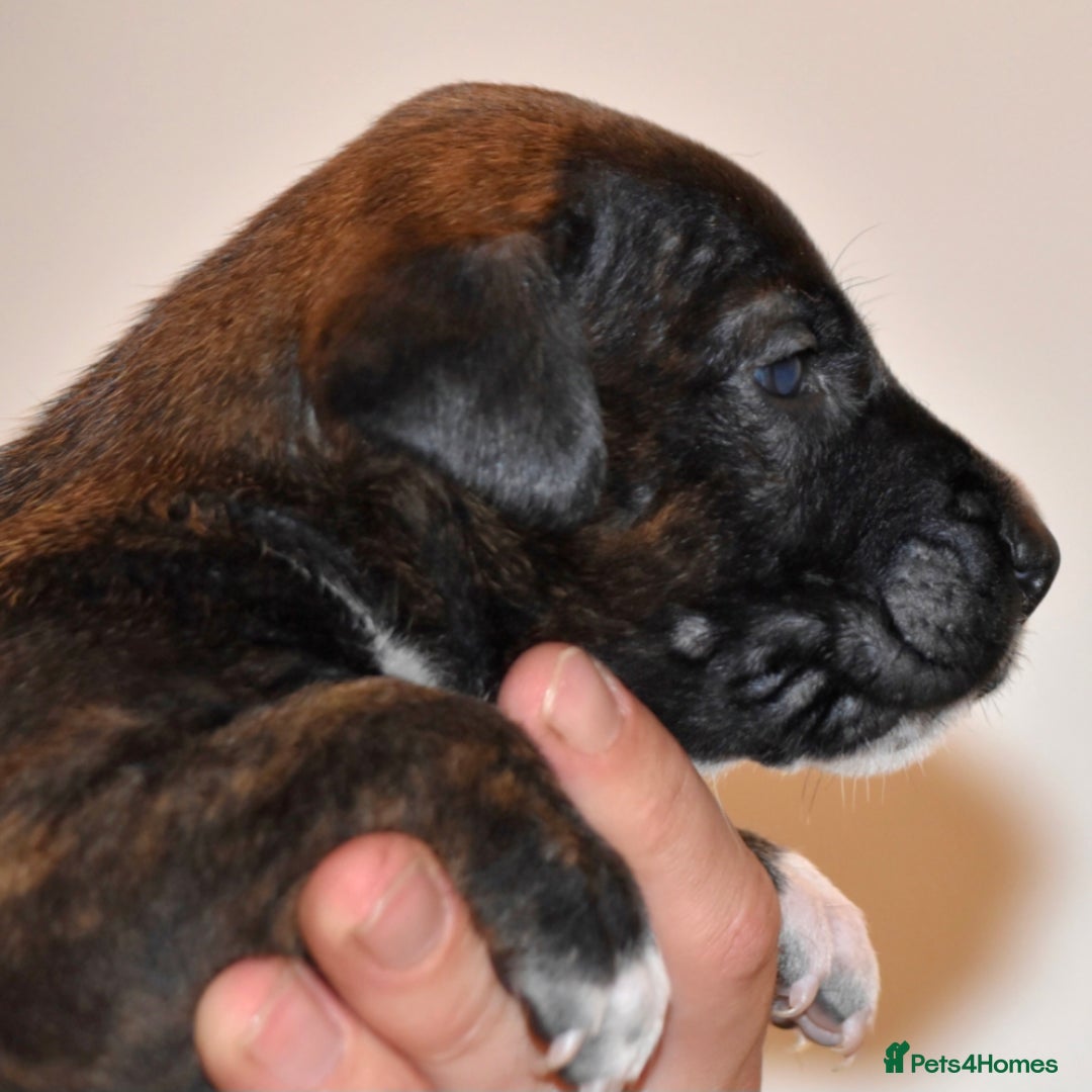 Belgian Shepherd Dog dogs for sale: Exceptional Herders from World-Class Lines - Image 20