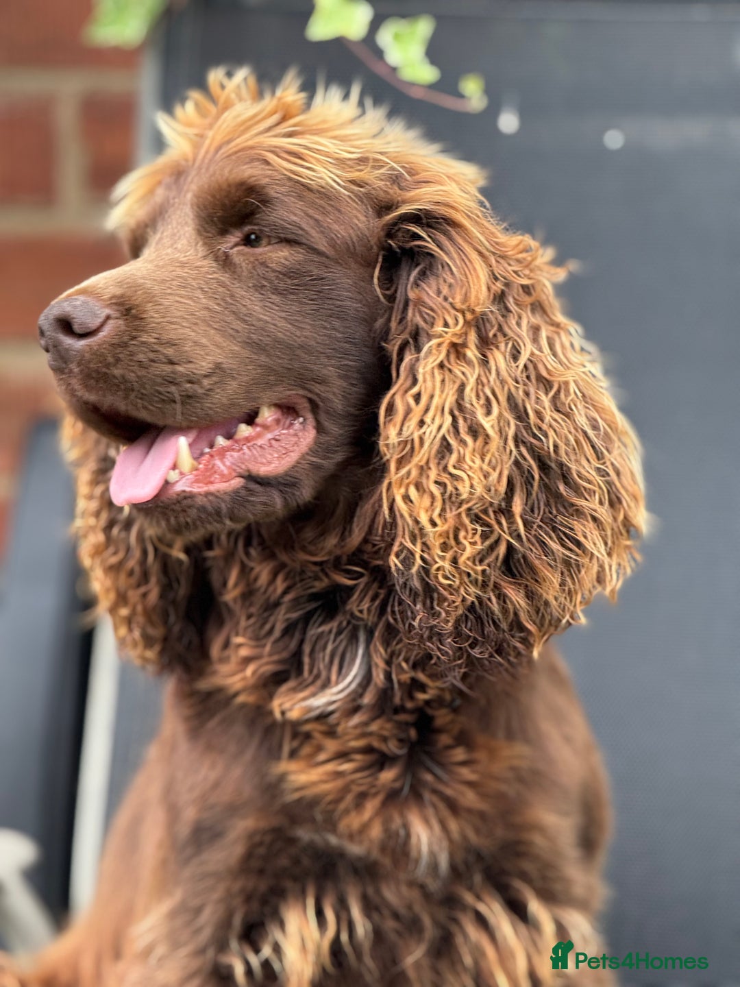 Cocker Spaniel dogs for stud: Kc reg Stunning Cocker spaniel  - Image 5