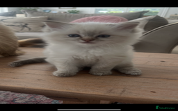 Ragdoll cats for sale: 2 fluffy ragdoll girls READY NOW - Image 4