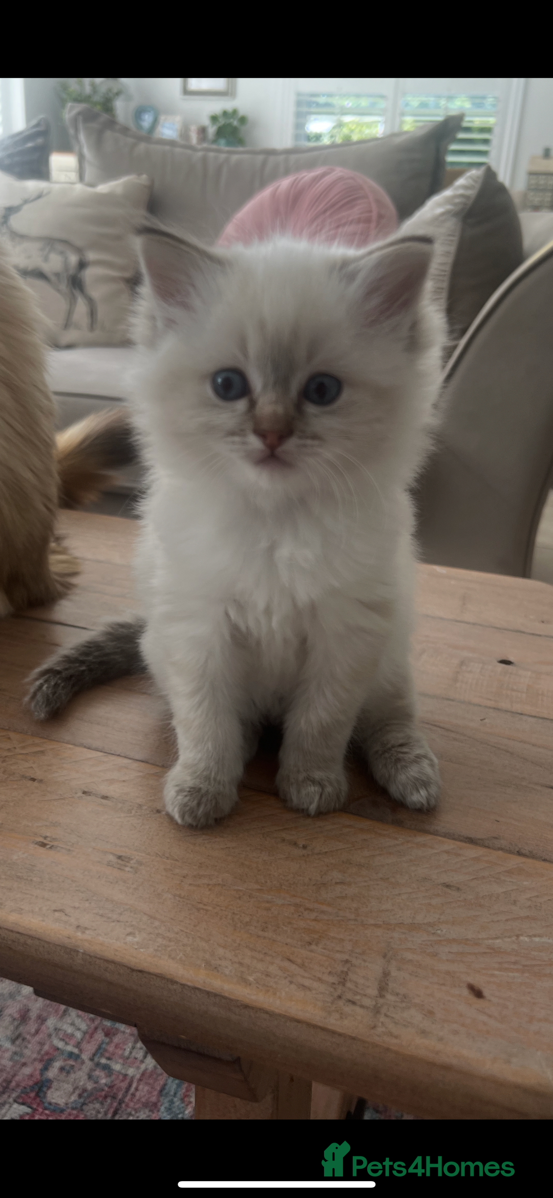 Ragdoll cats for sale: 2 fluffy ragdoll girls READY NOW - Image 4