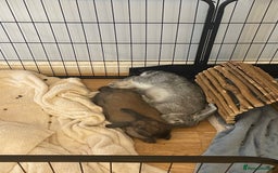 Mixed Breed rabbits for sale: 2 bonded female rabbits for rehoming  - Image 8