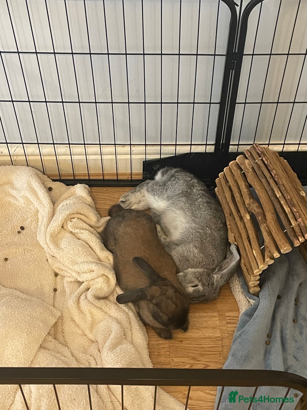 Mixed Breed rabbits for sale: 2 bonded female rabbits for rehoming  - Image 8
