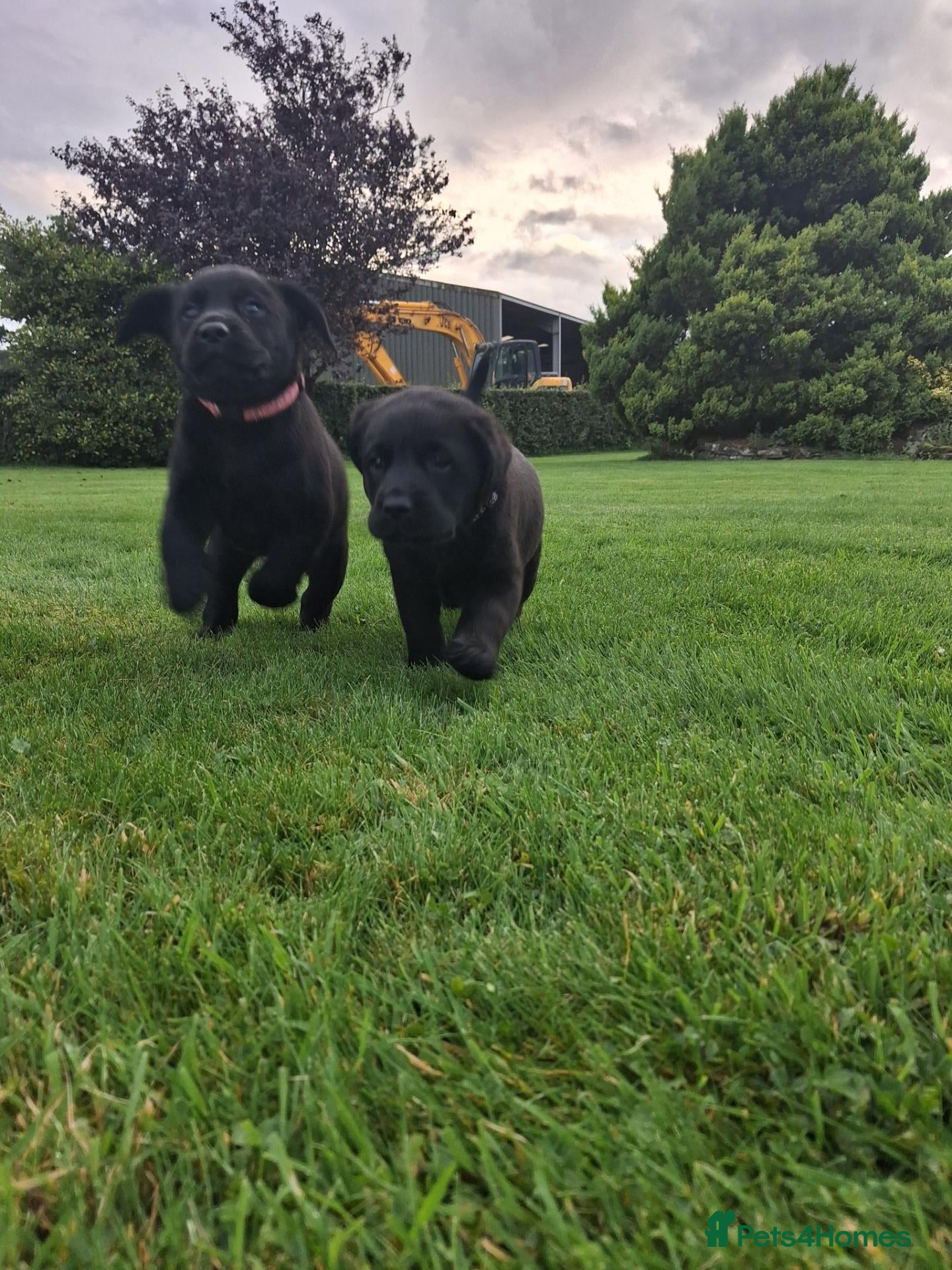 Labrador Retriever dogs Black Labrador Pups - Advert 3