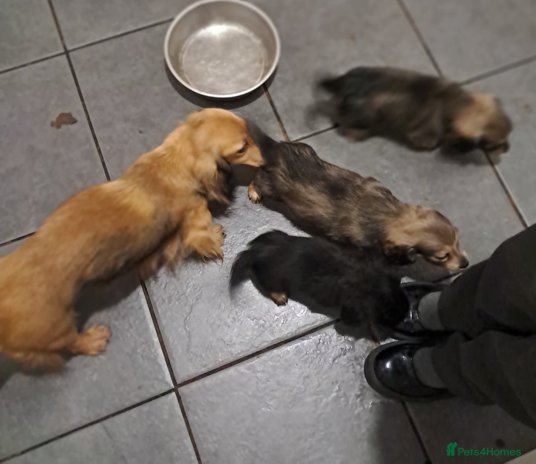Miniature Dachshund dogs for sale: Minature long haired daschunds  - Advert 2