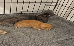 American Shorthair cats for sale: 4 stunning bsh x American short kittens avail - Image 39