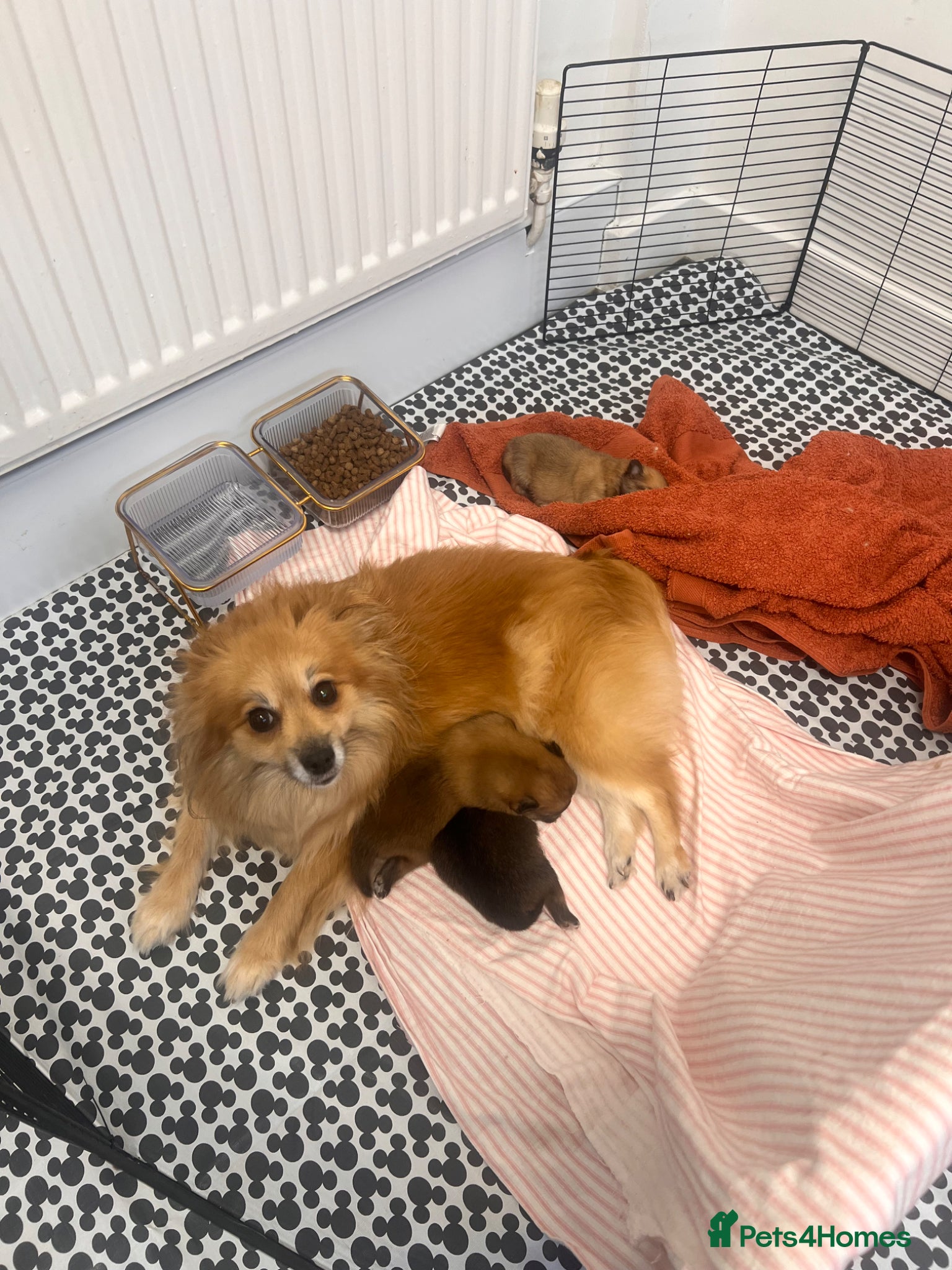 Pomeranian dogs for sale: Pomeranian Puppies  - Advert 1