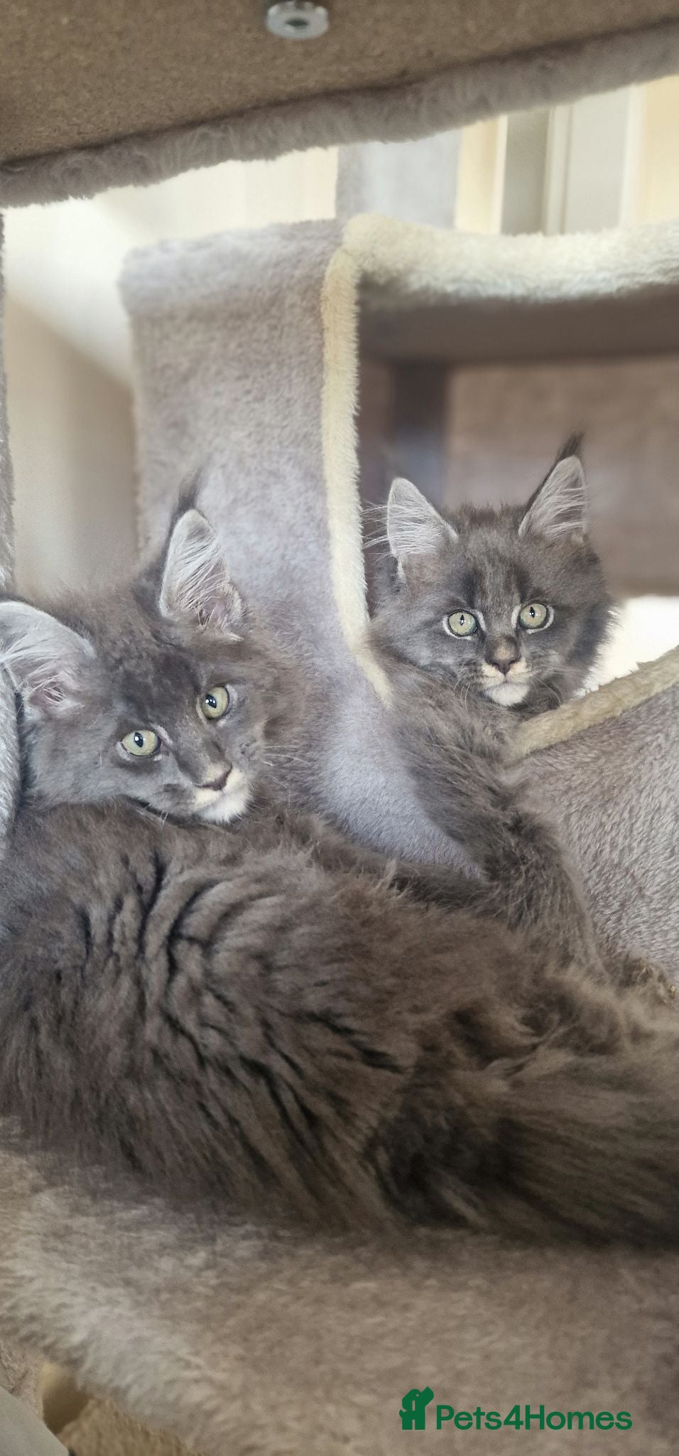 Maine Coon cats  Stunning Maine Coon Kittens – Ready Now – £1000 - Advert 1