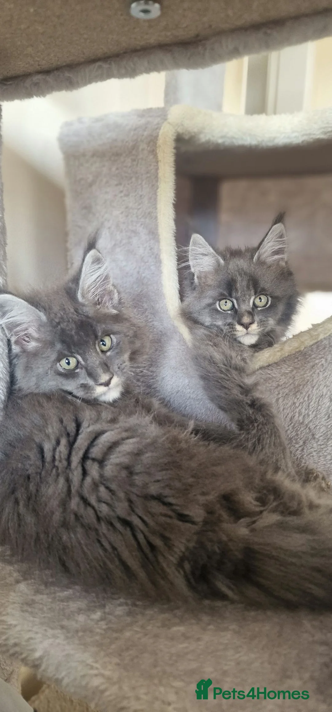 Maine Coon cats for sale:  Stunning Maine Coon Kittens – Ready Now – £1000 - Advert 1