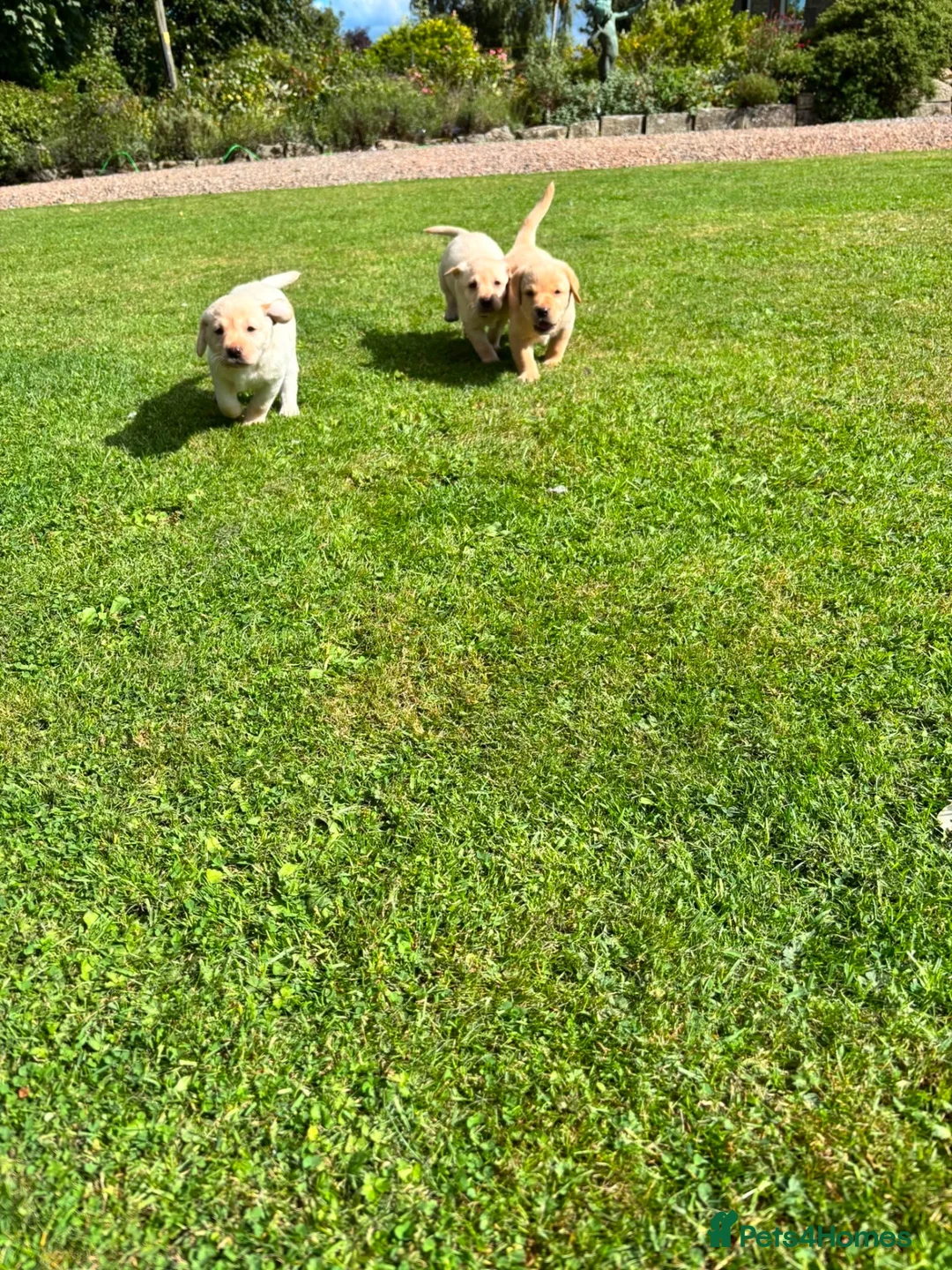 Labrador Retriever dogs for sale: Well handled Labrador puppies need a loving home - Advert 2