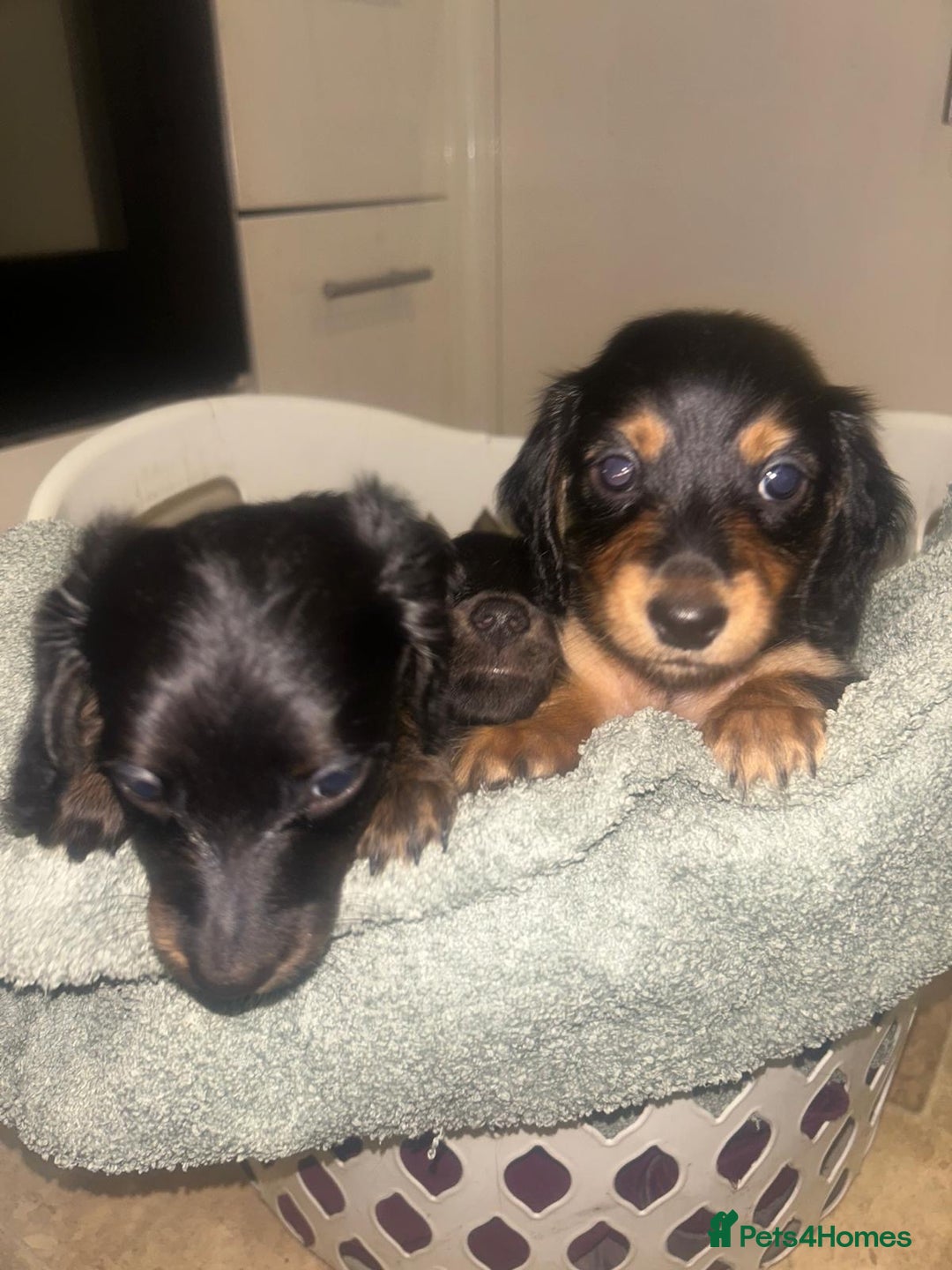 Miniature Dachshund dogs for sale: EXCEPTIONAL KC REG BRINDLE POINTED PUPS - Advert 4