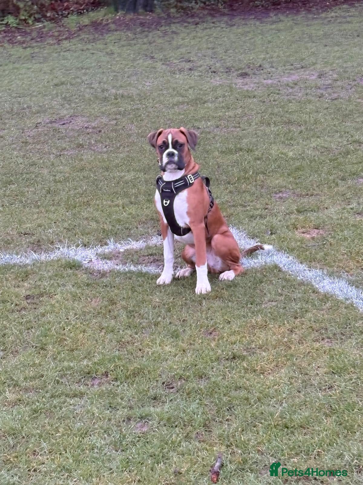 Boxer dogs Loving 1 year old male boxer  - Advert 12