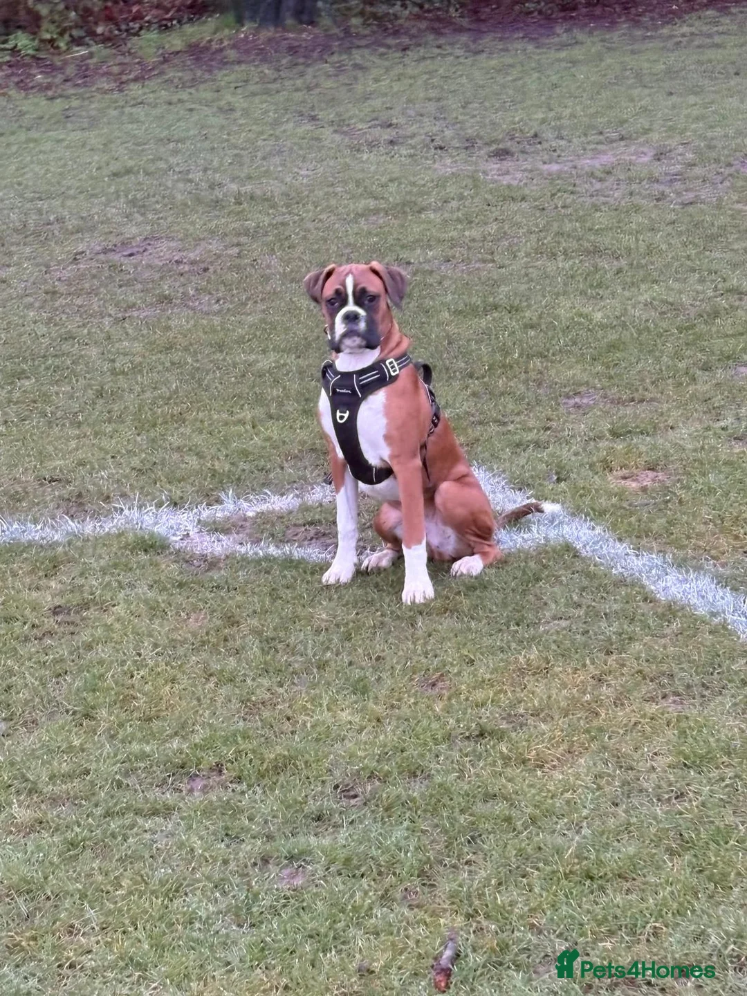 Boxer dogs for sale: Loving 1 year old male boxer  in Reading - Advert 1