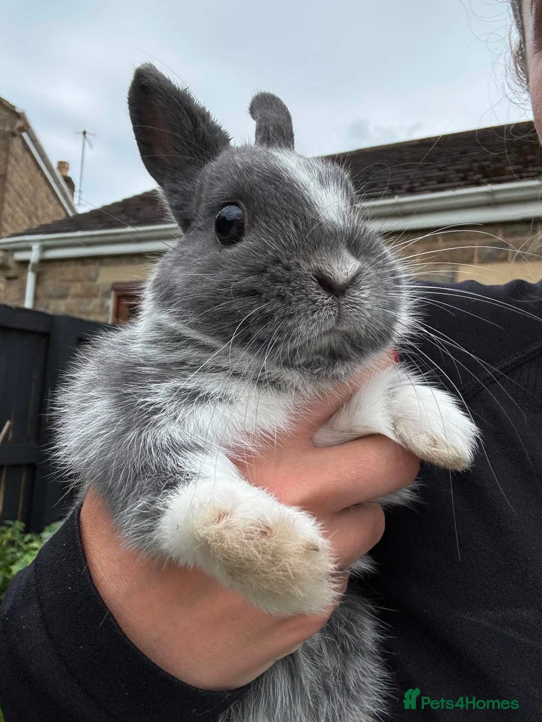 Netherland Dwarf rabbits for sale: Chico the Netherland drawf - Advert 1