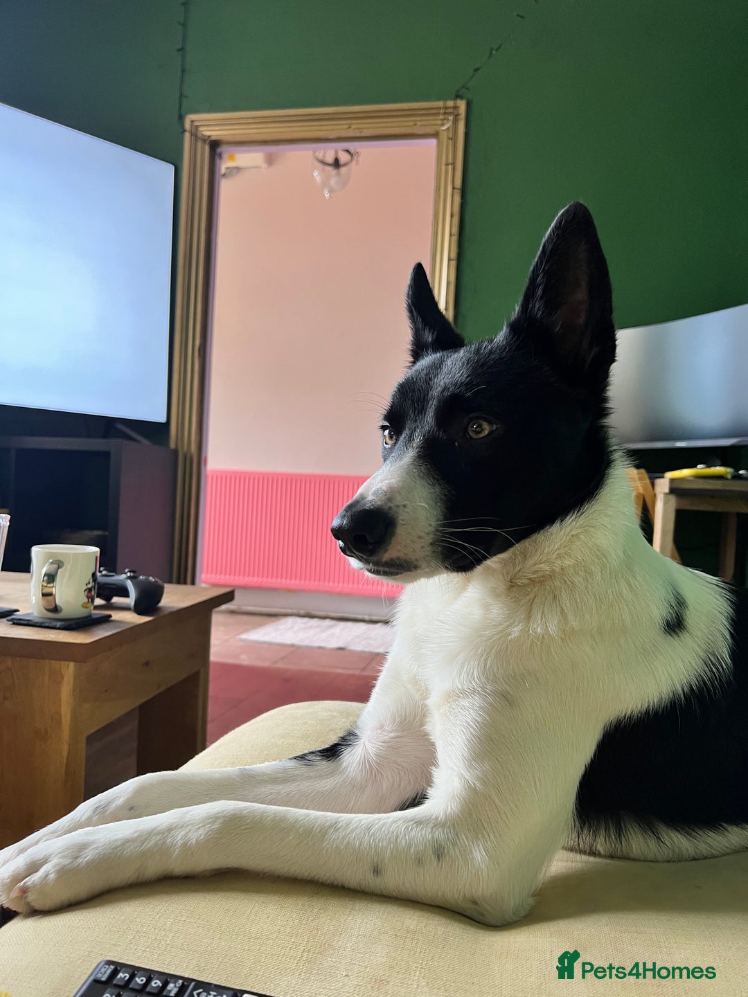 Border Collie dogs for sale: 3 year old male border collie - Kipper - Image 1