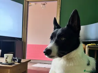 Border Collie dogs 3 year old male border collie - Kipper - Advert 4