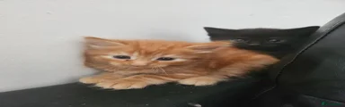 British Longhair 2