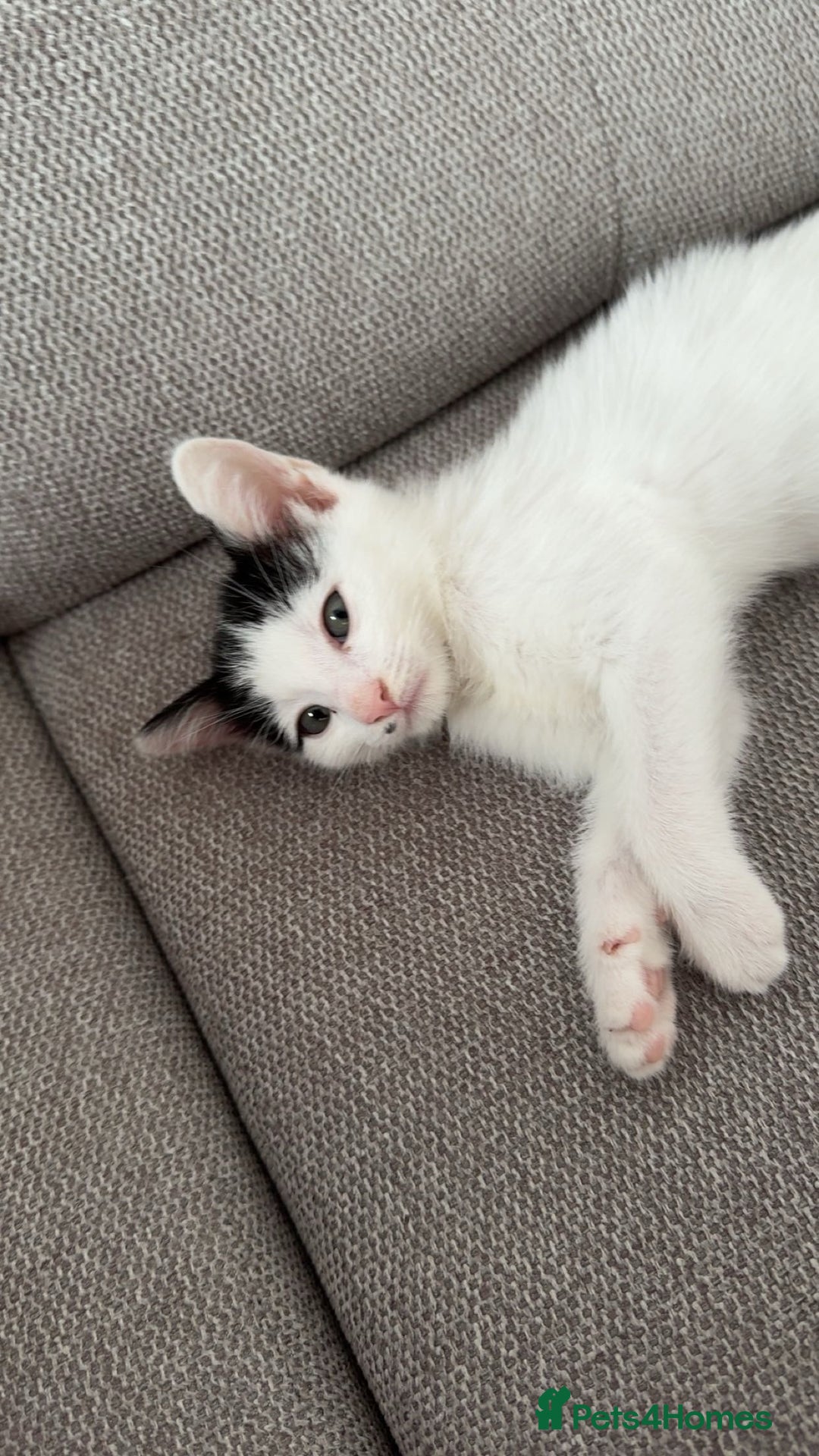 British Shorthair cats for sale: kitten for sale  - Image 1