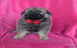 German Shepherd dogs for sale: Adorable German Shepherd puppies - Image 6