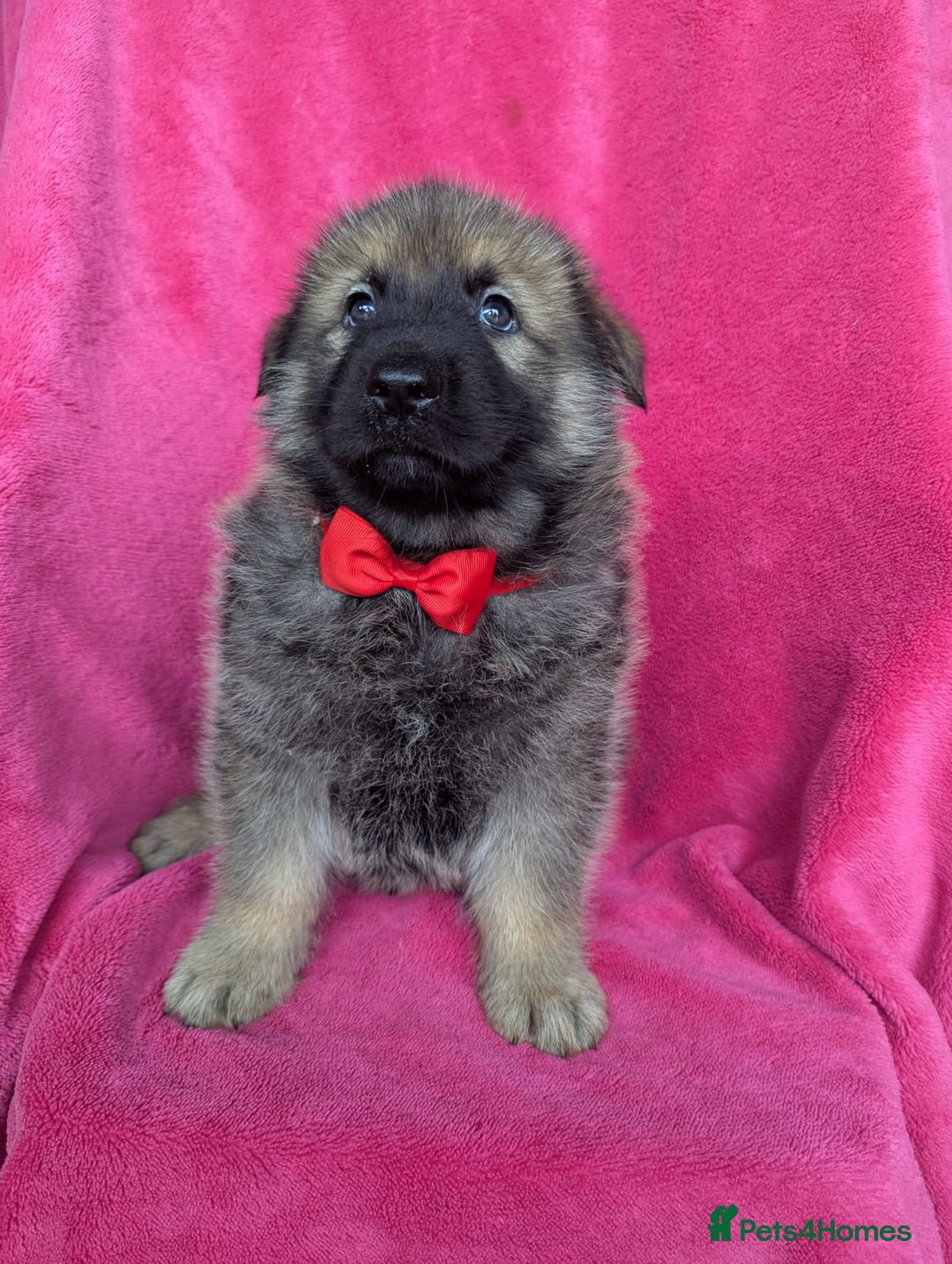 German Shepherd dogs for sale: Adorable German Shepherd puppies - Image 6