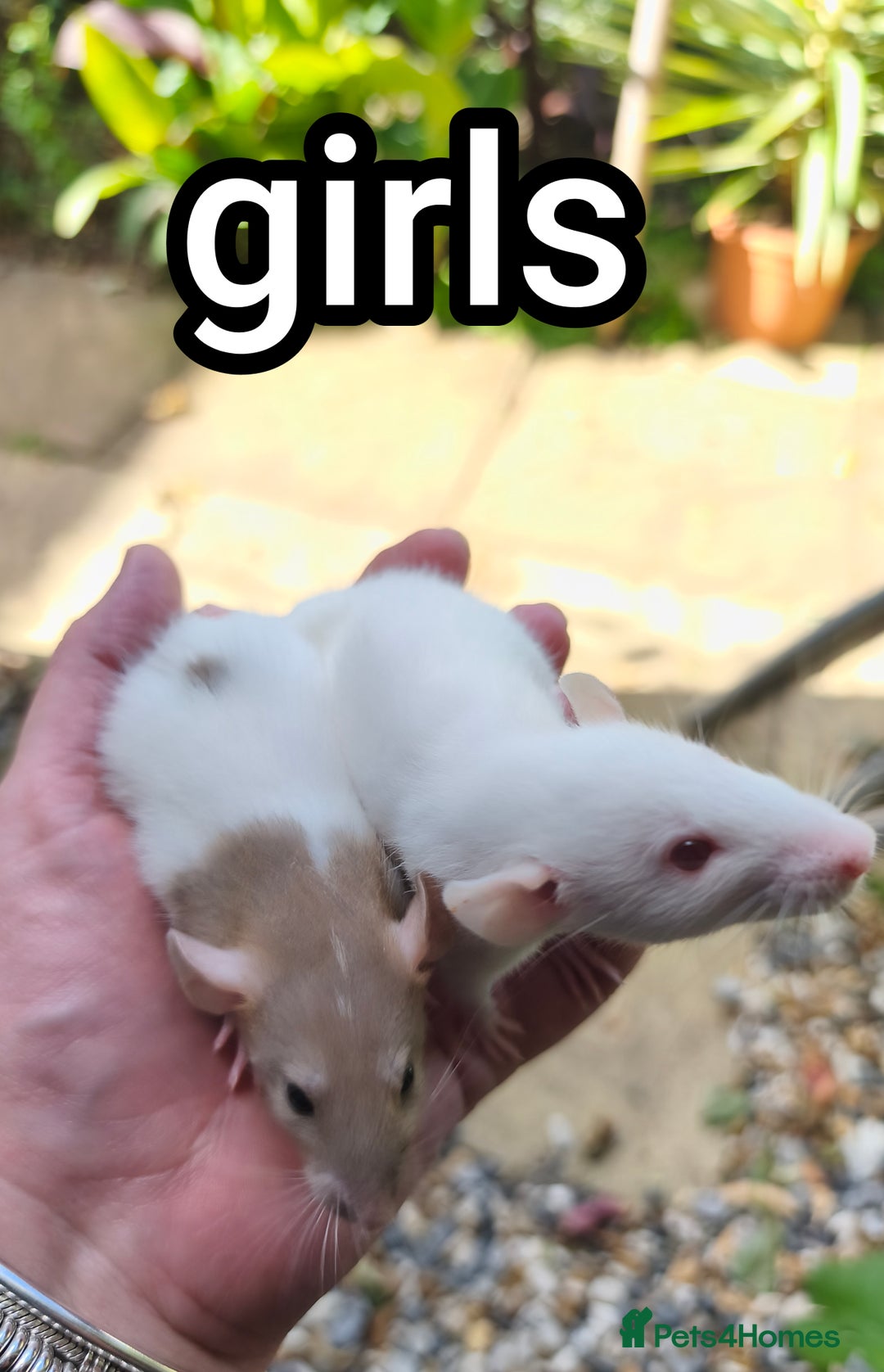 Rat rodents for sale: Male and female Dumbo rats - Image 2