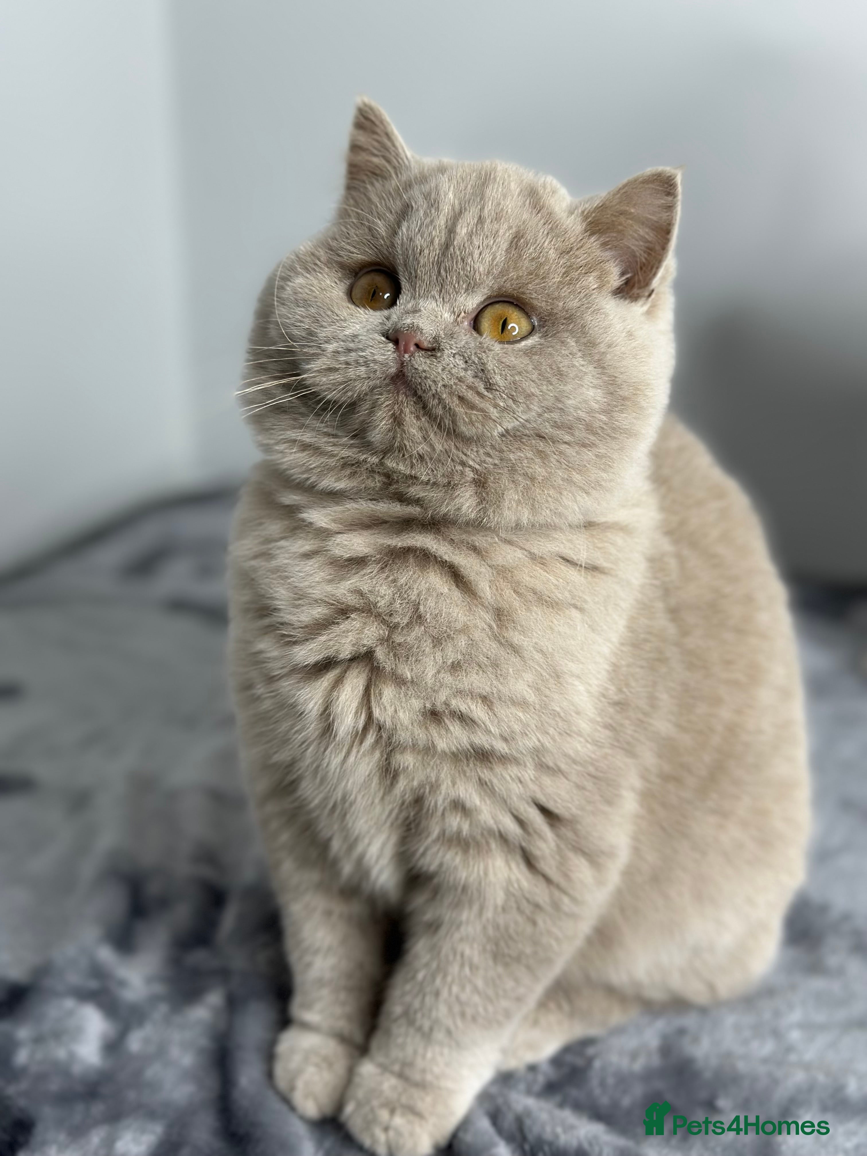 British Shorthair cats British shorthair Fawn - ONLY 1 kittens left  - Advert 13