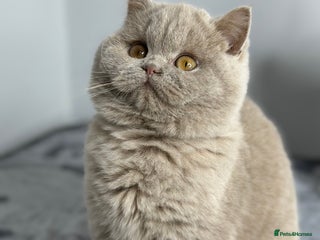 British Shorthair cats British shorthair Fawn - ONLY 2 kittens left - Advert 1