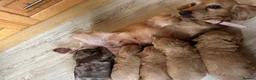 Cockapoo dogs for sale: Playful Litter of Cockapoo Puppies available in London - Advert 3