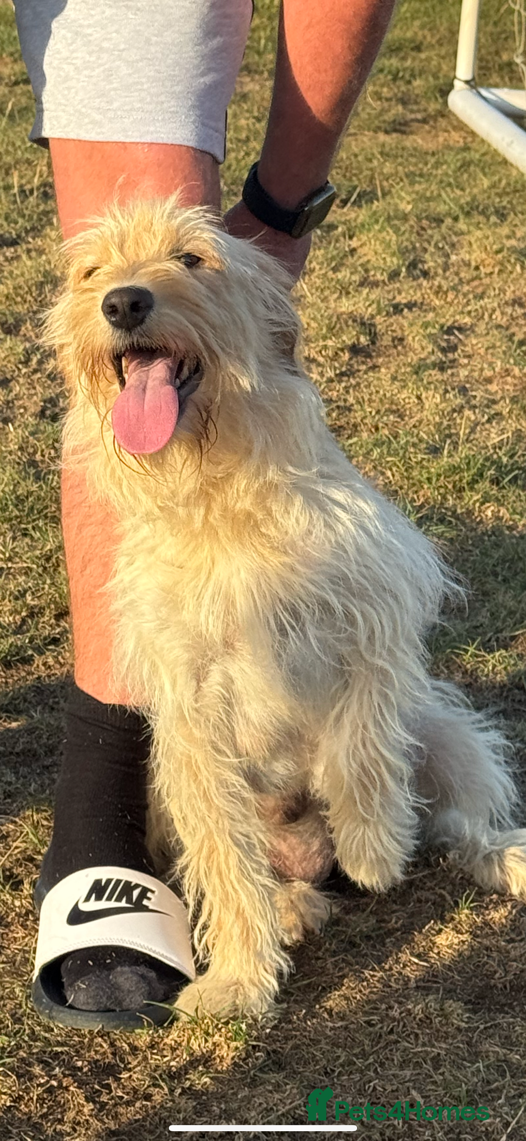 Labradoodle dogs for sale: 🐶 Labradoodle puppies for sale 🐶 - Image 14