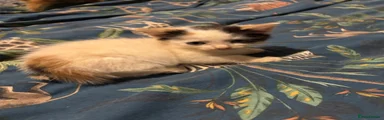 Mixed Breed 10