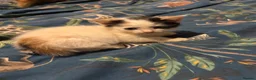 Mixed Breed cats for sale: Fluffy kittens ready now 8 weeks old - Advert 6