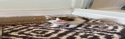 Ragdoll cats for sale: Ragdoll Siamese cross kittens in Birkenhead - Advert 21