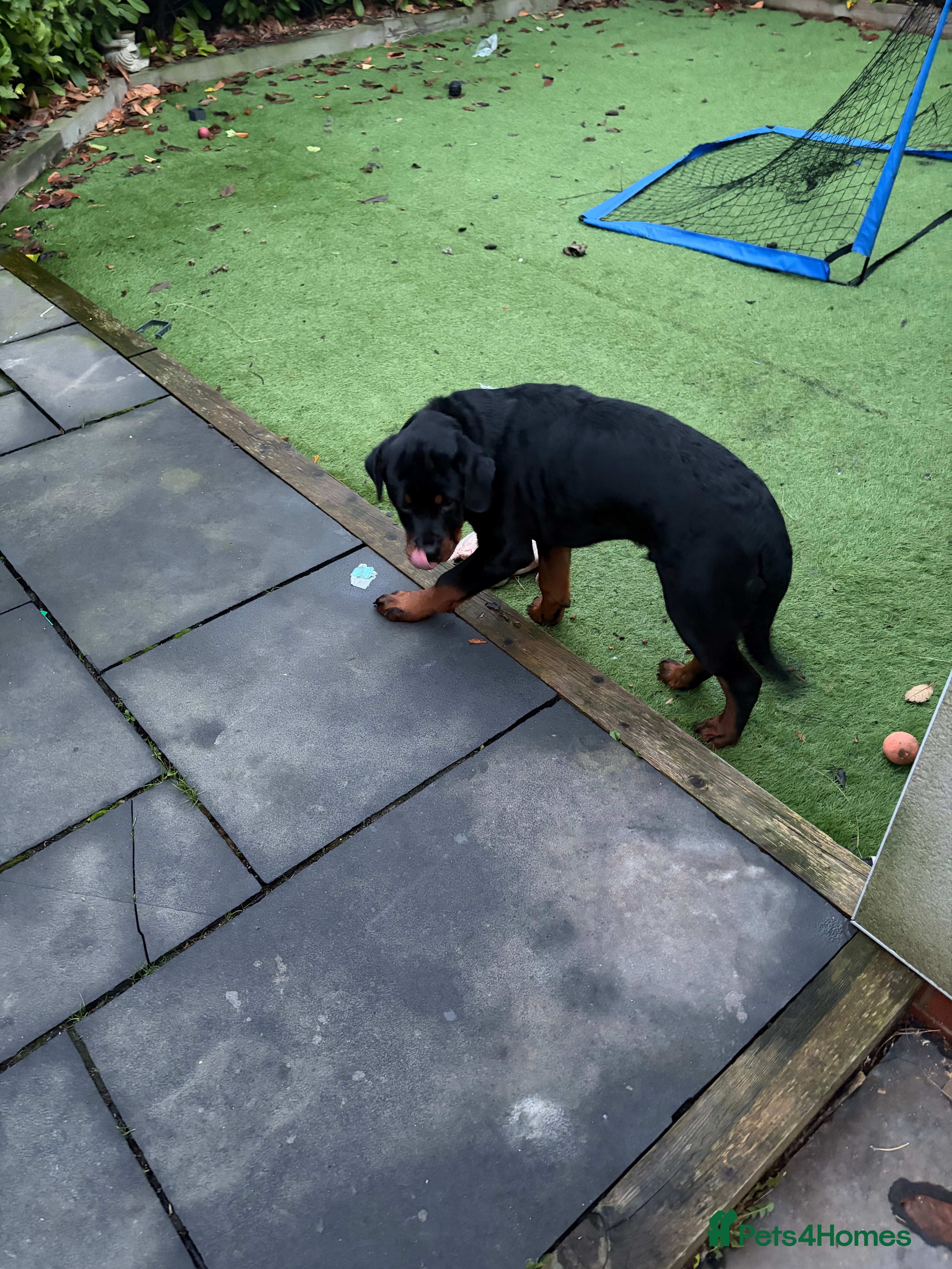 Rottweiler dogs Massive Rottweiler  - Advert 7