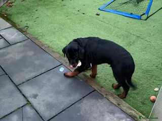 Rottweiler dogs Massive Rottweiler - Advert 8