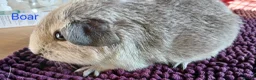 Guinea Pig rodents for sale: Silver and white Rex bred Boar and Sows - Advert 4