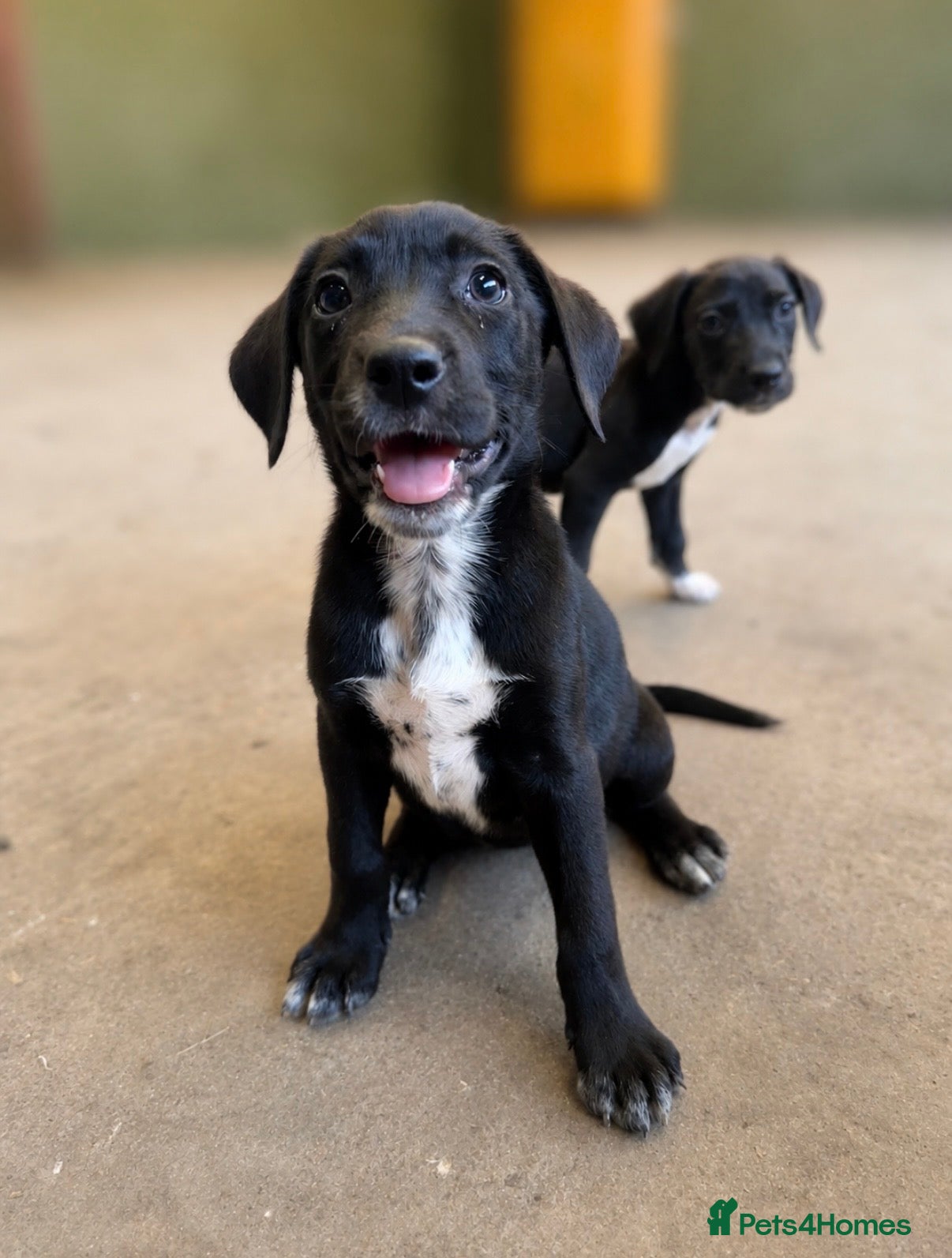 Mixed Breed dogs Adorable Dalmatian X Collie - Advert 5