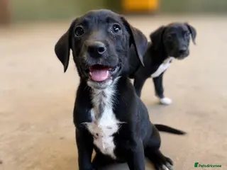 Mixed Breed dogs Adorable Dalmatian X Collie - Advert 5