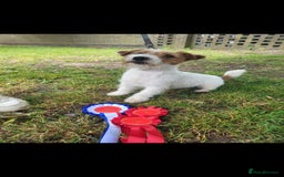 Jack Russell dogs for sale: Kc reg jack russell male  - Image 3