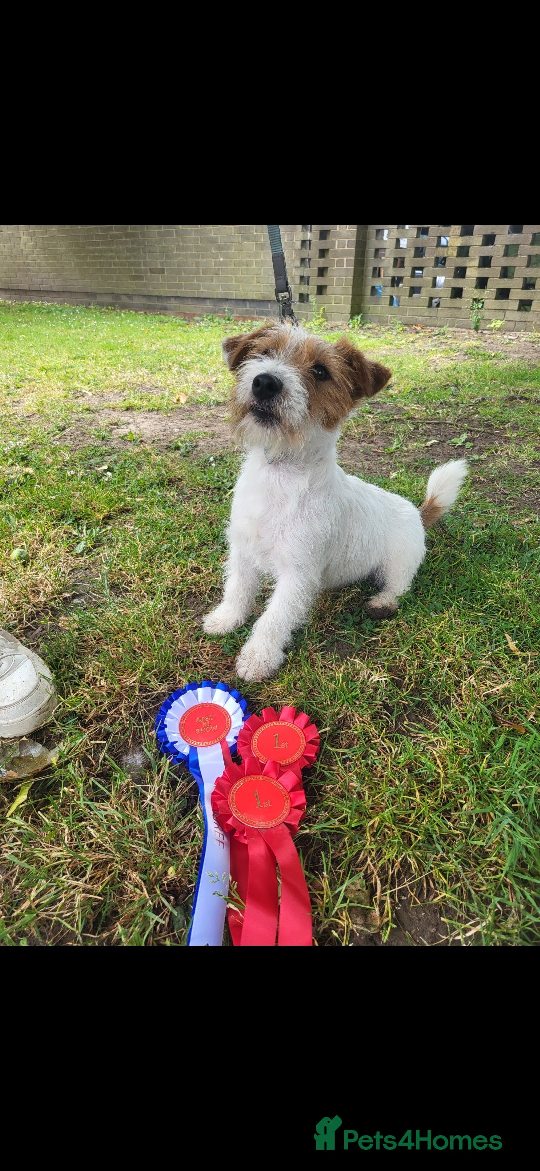Jack Russell dogs for sale: Kc reg jack russell male  - Image 3