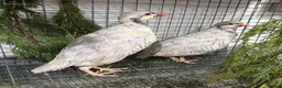 Patridge poultry for sale: Silver Chucker partridge pair  - Advert 1