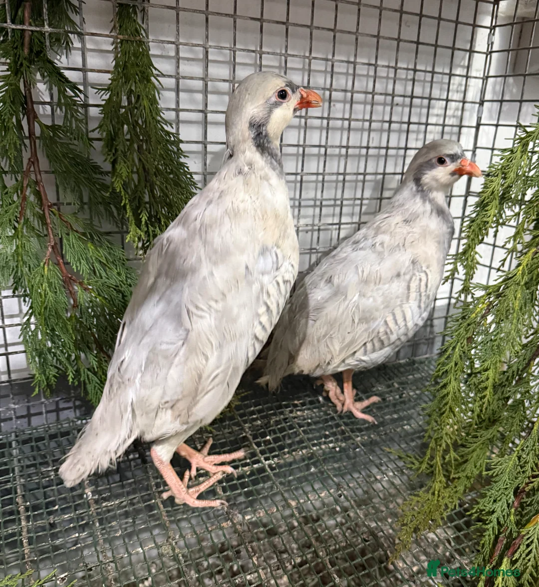 Patridge poultry for sale: Silver Chucker partridge pair  - Advert 1