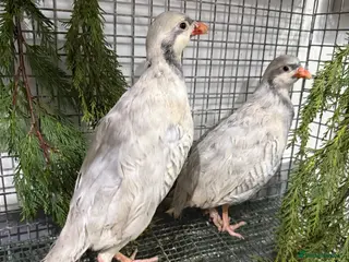 Patridge poultry Silver Chucker partridge pair - Advert 2
