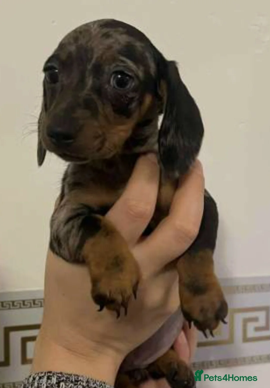 Miniature Dachshund dogs for sale: Miniature dachsund - Advert 6
