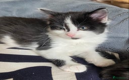 Mixed Breed cats for sale: Fluffy black and white girl - Image 4