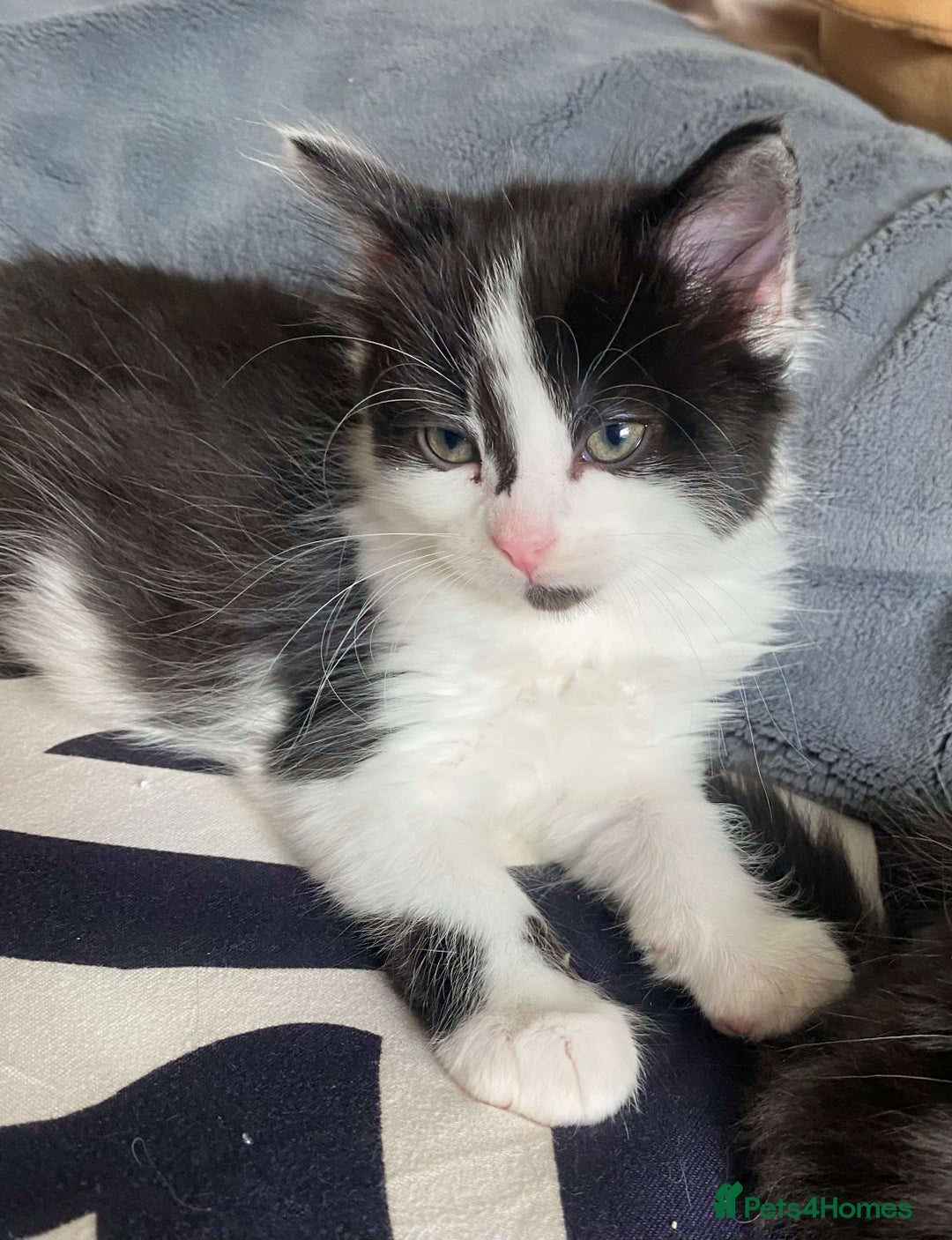 Mixed Breed cats for sale: Fluffy black and white girl - Image 4