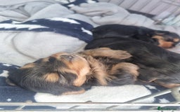 Yorkshire Terrier dogs for sale: 6 adorable puppies  - Image 8