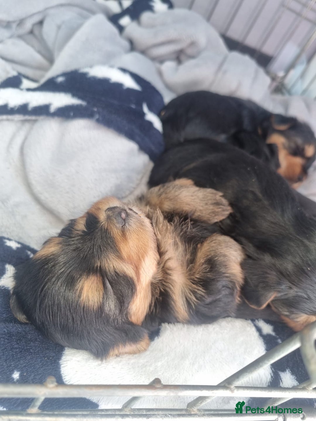 Yorkshire Terrier dogs for sale: 6 adorable puppies  - Image 8