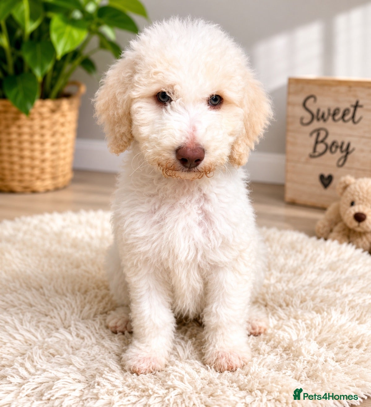 Bernedoodle dogs Stunning bernedoodle puppies 1 boy left - Advert 1