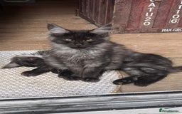 Maine Coon cats for sale: Pure Pedigree Maine Coon kittens | Black Smoke | - Image 2
